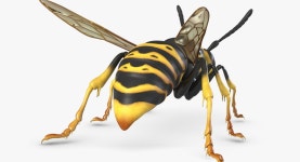 Wasp 3D 모델 $49 - .3ds .fbx .obj .max - Free3D