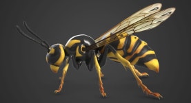 Wasp 3D 모델 $49 - .3ds .fbx .obj .max - Free3D