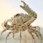 Crab 3D 모델 $29 - .ma - Free3D