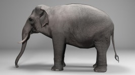아시아 코끼리 애니메이션 3D 모델 $45 - .c4d .fbx .blend .3ds .obj .max - Free3D