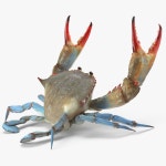 Decapod 3D 모델 다운로드 - Free3D