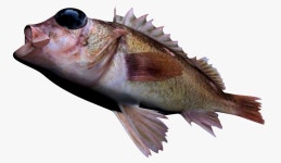 Honeycomb Rockfish 3D 모델 $55 - .ma .fbx - Free3D