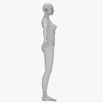 Base mesh-female 3D 모델 $15 - .3ds .fbx .max .obj - Free3D