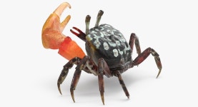 Fiddler Crab Rigged 3D Model 3D 모델 $99 - .max .gltf .usdz - Free3D