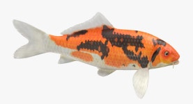 Koi Fish 3D 모델 $49 - .3ds .c4d .fbx .ma .obj .max .gltf .upk .unitypackage - Free3D