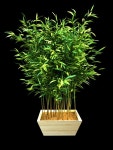 Lucky Bamboo 3 3D 모델 $59 - .3ds .c4d .lwo .obj .max .ma .fbx - Free3D