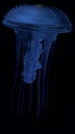 JELLY FISH 무료 3D 모델 - .ma .mb - Free3D