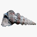 Sealife 3D 모델 다운로드 - Free3D