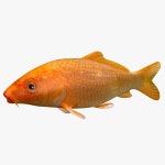 Koi Fish 3D 모델 $24 - .max .fbx .obj .3ds - Free3D
