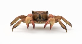 Crab 02 3D 모델 $49 - .obj .fbx .dae .max - Free3D