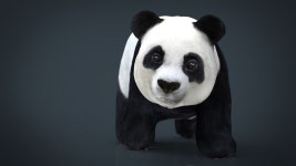 PANDA WALKING 3D 모델 $15 - .fbx .max .ma .obj - Free3D