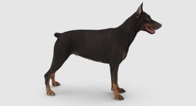 Doberman 3D 모델 $99 - .max - Free3D