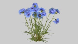 꽃 수레 국화 3D 모델 $15 - .obj .fbx .max - Free3D