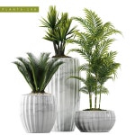 Palm plants 137 3D 모델 $18 - .fbx .max .unknown - Free3D