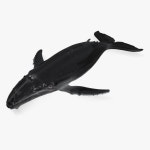 Big Whale 무료 3D 모델 - .3ds .obj .max .lwo .mtl .sldprt - Free3D