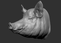 피그헤드 랩(Pighead lab) | Pig Realistic Head 3D 모델 $79 - .obj .ztl - Free3D