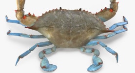 Crabs 3D Models Collection 3 3D 모델 $519 - .3ds .c4d .fbx .max .ma .obj - Free3D