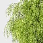 버드 나무 3D 모델 $39 - .max .fbx .obj - Free3D