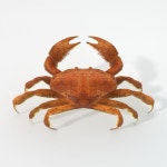 Crab 3D 모델 $24 - .3ds .blend .dae .fbx .unknown .stl - Free3D