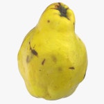 Quinces 3D 모델 $29 - .blend .fbx .dae - Free3D