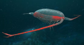 Copepod 3D 모델 $99 - .3ds .dae .dxf .fbx .max .obj - Free3D