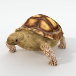 아르마딜로 3D 모델 $18 - .unknown .3ds .blend .dae .fbx .stl - Free3D