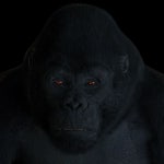 GORILLA 3D 모델 $30 - .c4d .fbx .obj .3ds - Free3D