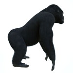 GORILLA 3D 모델 $30 - .c4d .fbx .obj .3ds - Free3D