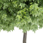 Calyx 3D 모델 $19 - .max .fbx .obj - Free3D