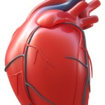 Human Heart 3D 모델 $19 - .3ds .c4d .fbx .obj .stl - Free3D