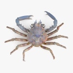 Arthropod 3D 모델 다운로드 - Free3D
