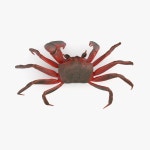 Ghost crab 3D 모델 $5 - .obj .3ds - Free3D