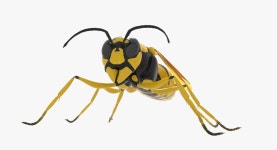 Wasp 3D 모델 $29 - .blend .obj .dae .fbx - Free3D