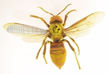 Wasp 3D 모델 $29 - .blend .obj .dae .fbx - Free3D