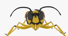 Wasp 3D 모델 $29 - .blend .obj .dae .fbx - Free3D