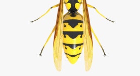 Wasp 3D 모델 $29 - .blend .obj .dae .fbx - Free3D