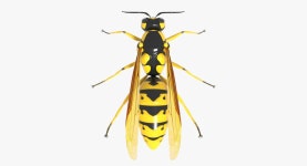 Wasp 3D 모델 $29 - .blend .obj .dae .fbx - Free3D