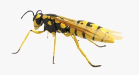 Wasp 3D 모델 $29 - .blend .obj .dae .fbx - Free3D