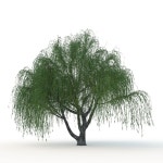 버드 나무 v1 3D 모델 $27 - .max .fbx .obj .unknown - Free3D
