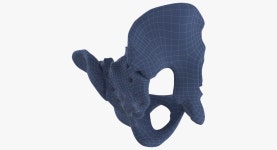 인간 여성 골반 천골 Ilium Oschium Pubic 01 3D 모델 $69 - .fbx .obj .c4d .max .ma - Free3D