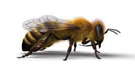 Wasp 3D 모델 $49 - .3ds .fbx .obj .max - Free3D