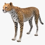 Cheetah 3D 모델 다운로드 - Free3D