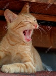 Cat Stock Photo, Picture and Royalty Free Image. Image 43762175. cat