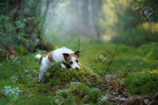 Dog In The Forest. Funny Jack Russell Terrier . Pet Walk On Nature 로열티 무료 사진, 그림, 이미지 그리고... 