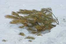 Garbage From Green Brown One Cut Pine Tree Lies On The Snow... garbage from green brown one cut pine tree lies on the snow snowdrift on... 