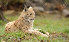 Young Lynx Stock Photo, Picture And Royalty Free Image. Image 38878822. Young lynx
