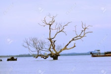 Tree Stock Photo, Picture And Royalty Free Image. Image 38961324. Tree