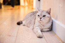 Cat Stock Photo, Picture and Royalty Free Image. Image 41840941. cat