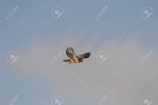 Hawk Stock Photo, Picture And Royalty Free Image. Image 34821665. Hawk