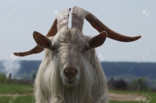 염소 로열티 무료 사진, 그림, 이미지 그리고 스톡포토그래피. Image 19665148 염소